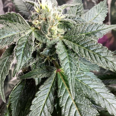 Jack Herer Auto growlog timeline photo