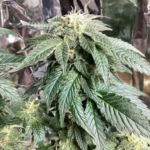 Jack Herer Auto growlog timeline photo