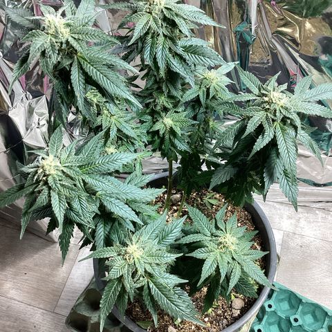 Jack Herer Auto growlog timeline photo
