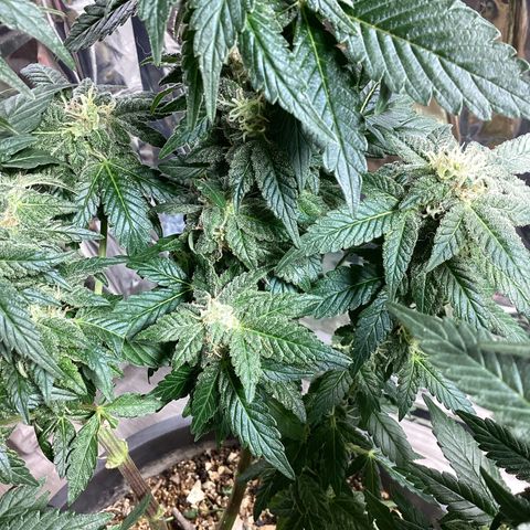Jack Herer Auto growlog timeline photo