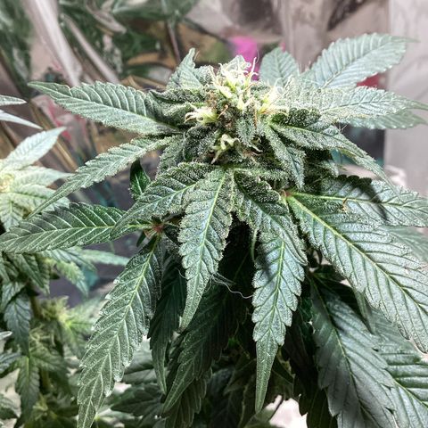 Jack Herer Auto growlog timeline photo