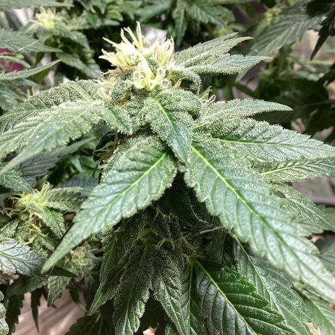 Jack Herer Auto growlog timeline photo