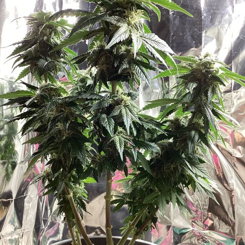 Jack Herer Auto growlog timeline photo