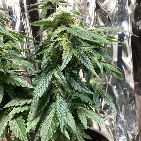 Jack Herer Auto growlog timeline photo