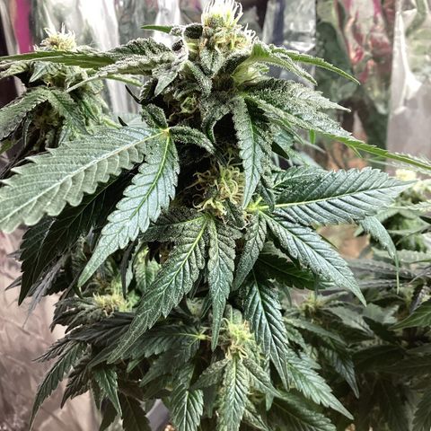 Jack Herer Auto growlog timeline photo