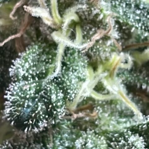 Jack Herer Auto growlog timeline photo