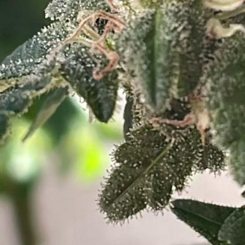 Jack Herer Auto growlog timeline photo