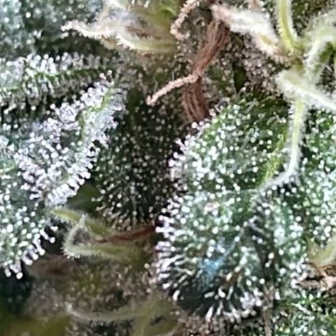 Jack Herer Auto growlog timeline photo