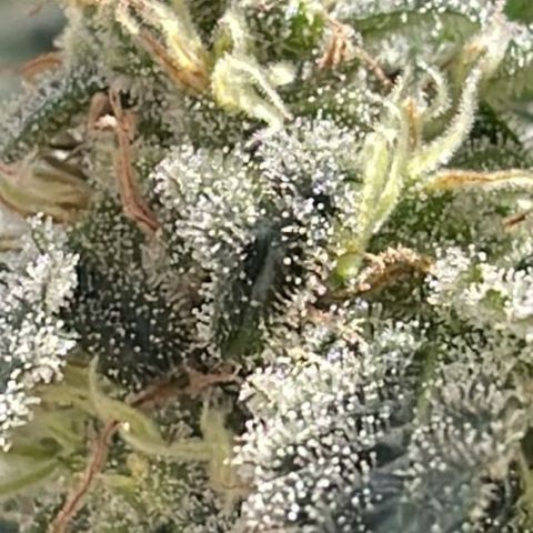 Jack Herer Auto growlog timeline photo