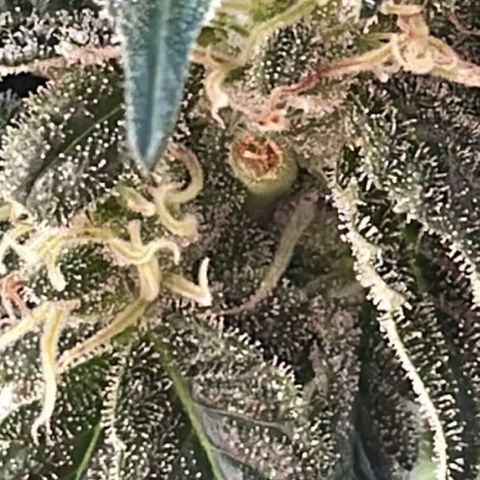 Jack Herer Auto growlog timeline photo