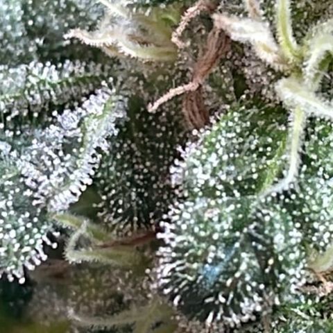 Jack Herer Auto growlog timeline photo