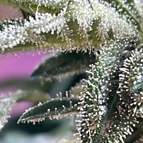 Jack Herer Auto growlog timeline photo