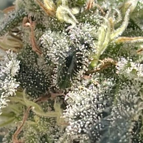 Jack Herer Auto growlog timeline photo
