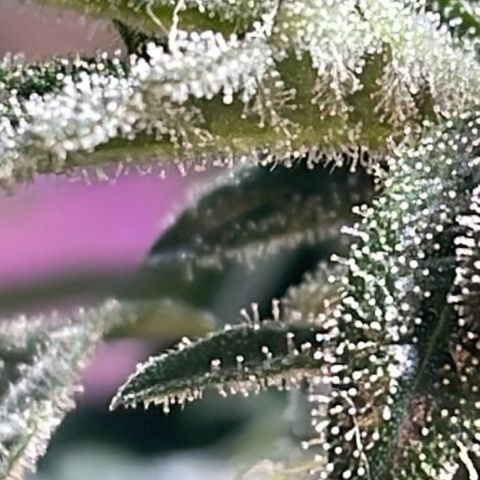 Jack Herer Auto growlog timeline photo