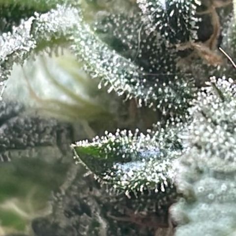 Jack Herer Auto growlog timeline photo