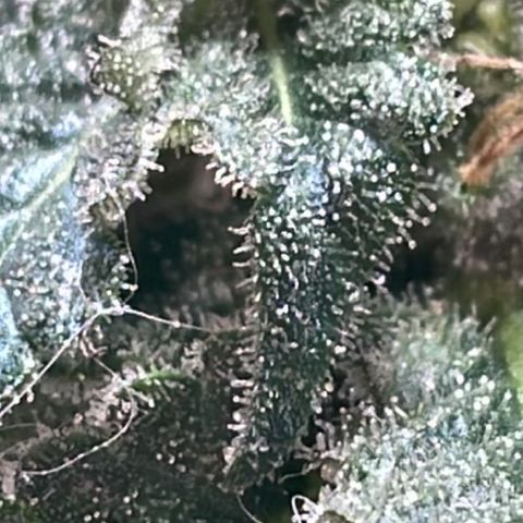 Jack Herer Auto growlog timeline photo