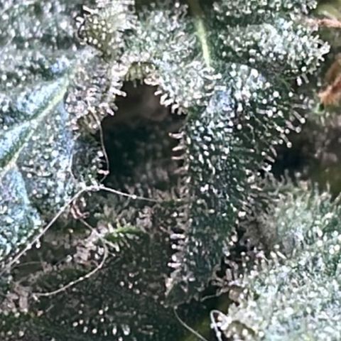 Jack Herer Auto growlog timeline photo