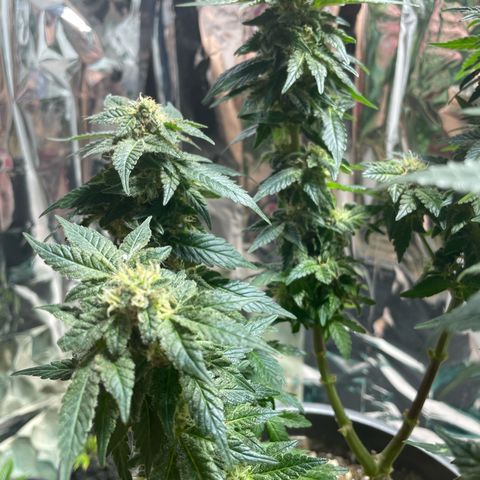 Jack Herer Auto growlog timeline photo