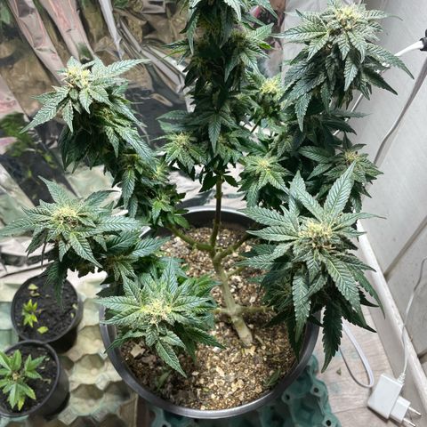 Jack Herer Auto growlog timeline photo