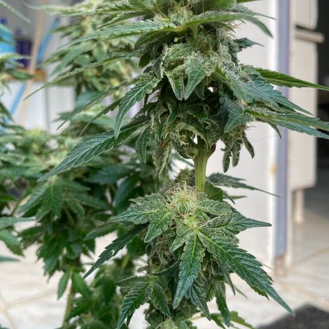 Jack Herer Auto growlog timeline photo