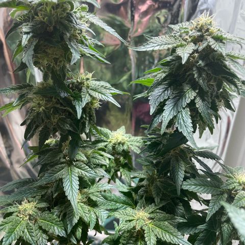 Jack Herer Auto growlog timeline photo