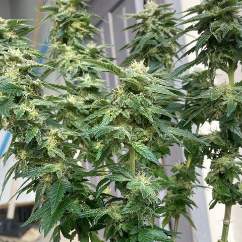 Jack Herer Auto growlog timeline photo