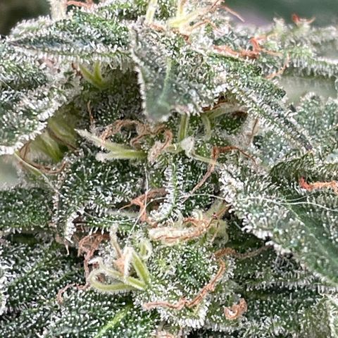 Jack Herer Auto growlog timeline photo