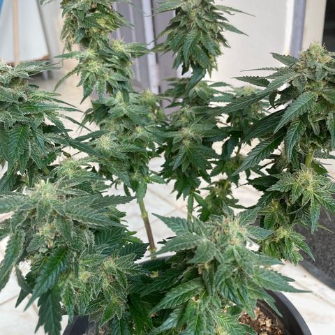 Jack Herer Auto growlog timeline photo
