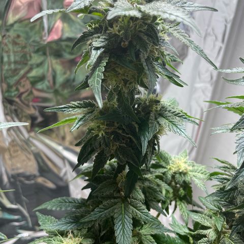 Jack Herer Auto growlog timeline photo