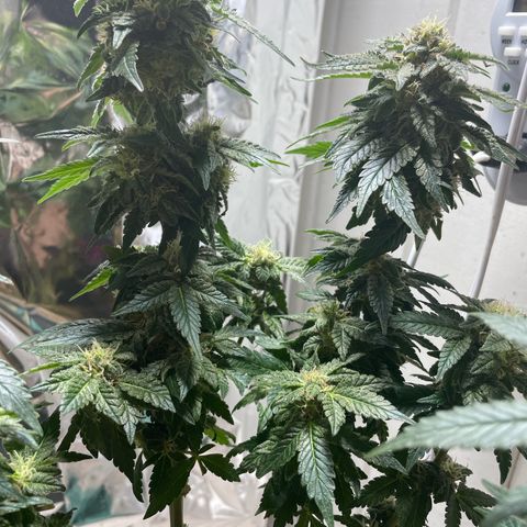 Jack Herer Auto growlog timeline photo