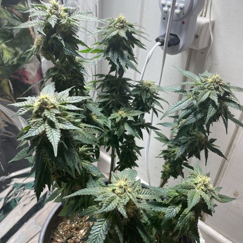 Jack Herer Auto growlog timeline photo