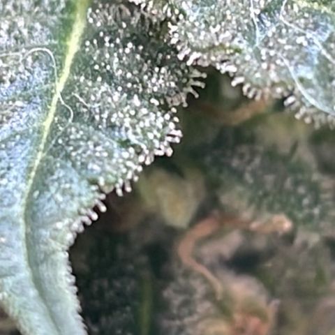 Jack Herer Auto growlog timeline photo