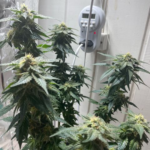 Jack Herer Auto growlog timeline photo