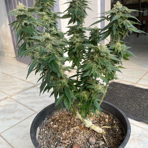Jack Herer Auto growlog timeline photo