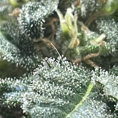 Jack Herer Auto growlog timeline photo