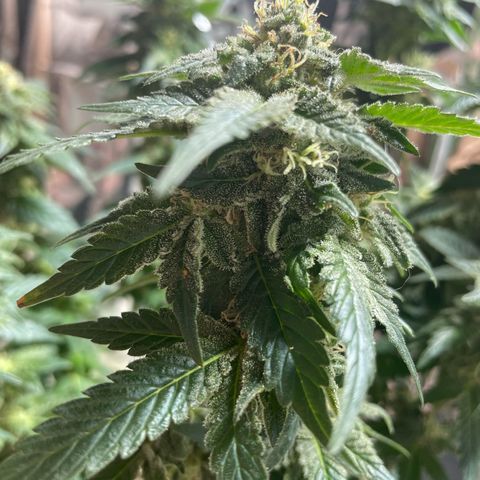 Jack Herer Auto growlog timeline photo