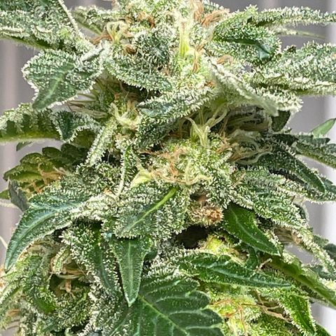 Jack Herer Auto growlog timeline photo