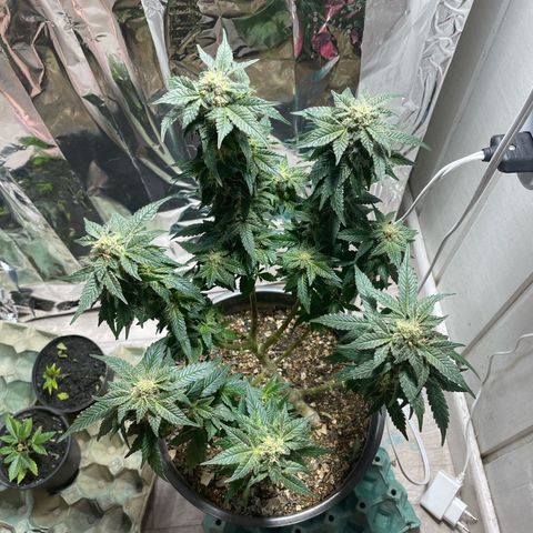 Jack Herer Auto growlog timeline photo