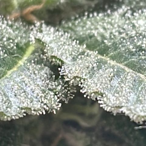 Jack Herer Auto growlog timeline photo