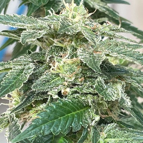Jack Herer Auto growlog timeline photo