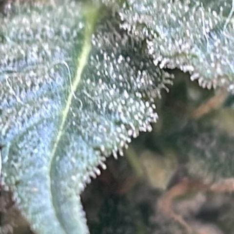 Jack Herer Auto growlog timeline photo