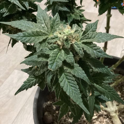 Jack Herer Auto growlog timeline photo