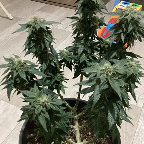 Jack Herer Auto growlog timeline photo