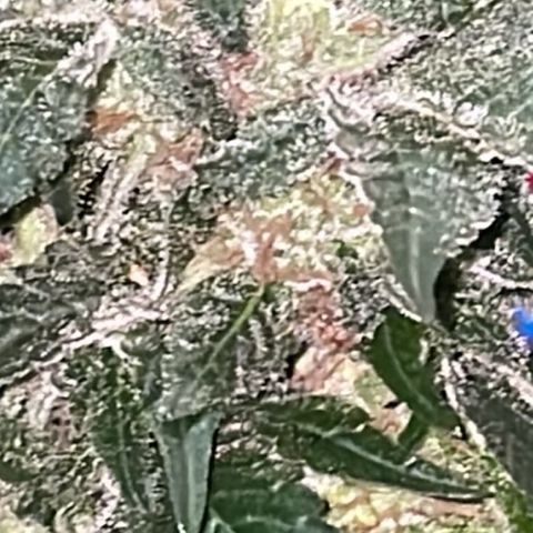 Jack Herer Auto growlog timeline photo