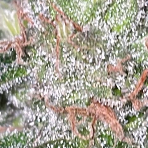 Jack Herer Auto growlog timeline photo