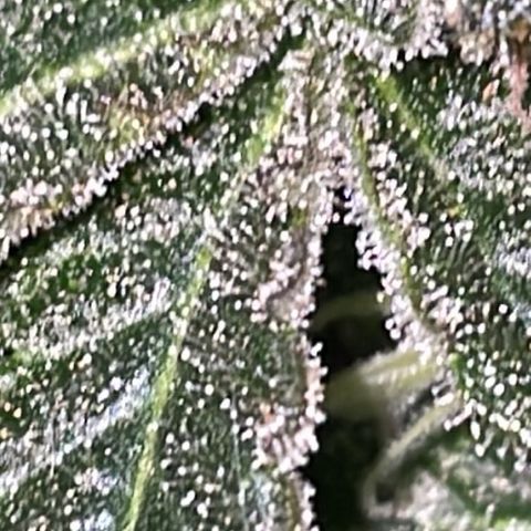 Jack Herer Auto growlog timeline photo