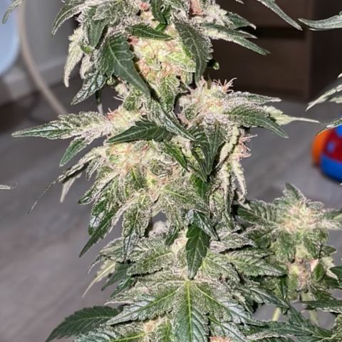 Jack Herer Auto growlog timeline photo