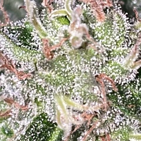 Jack Herer Auto growlog timeline photo