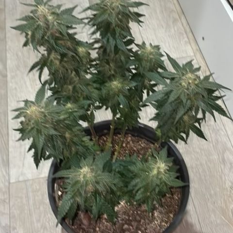Jack Herer Auto growlog timeline photo