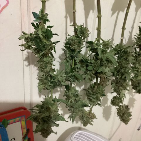 Jack Herer Auto growlog timeline photo